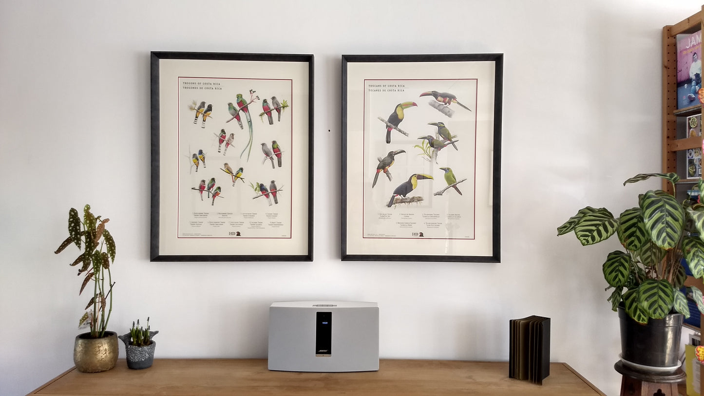 Neotropical birds through art by Caracara Costa Rica