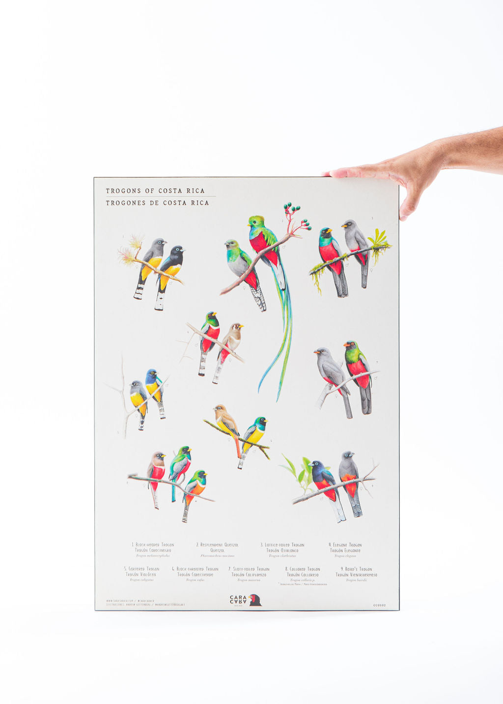 Neotropical birds through art by Caracara Costa Rica