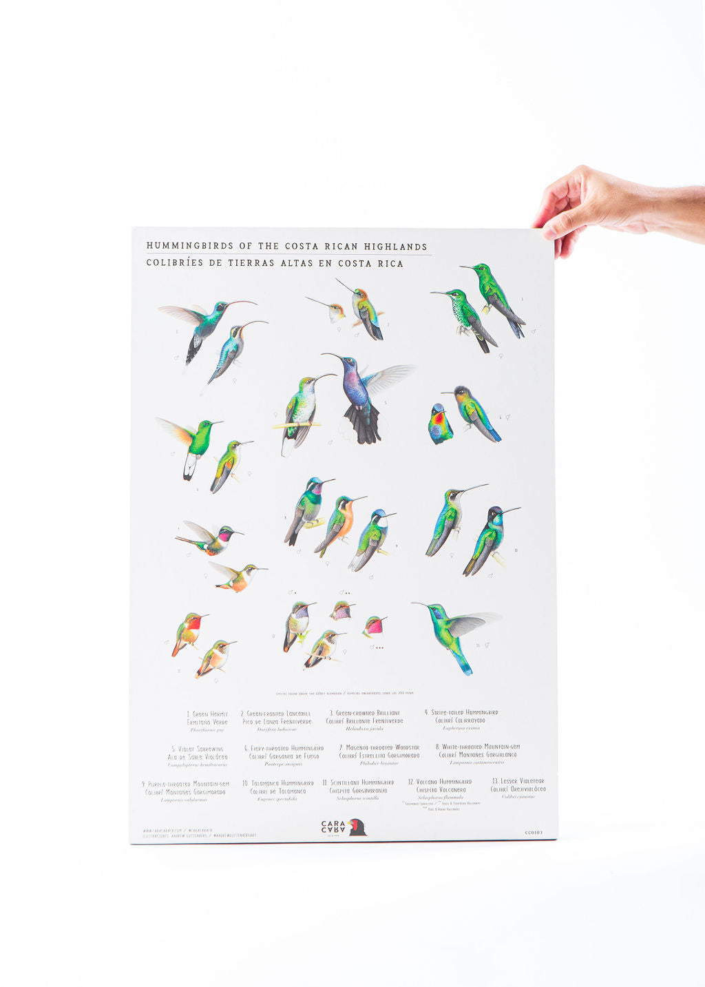 Neotropical birds through art by Caracara Costa Rica