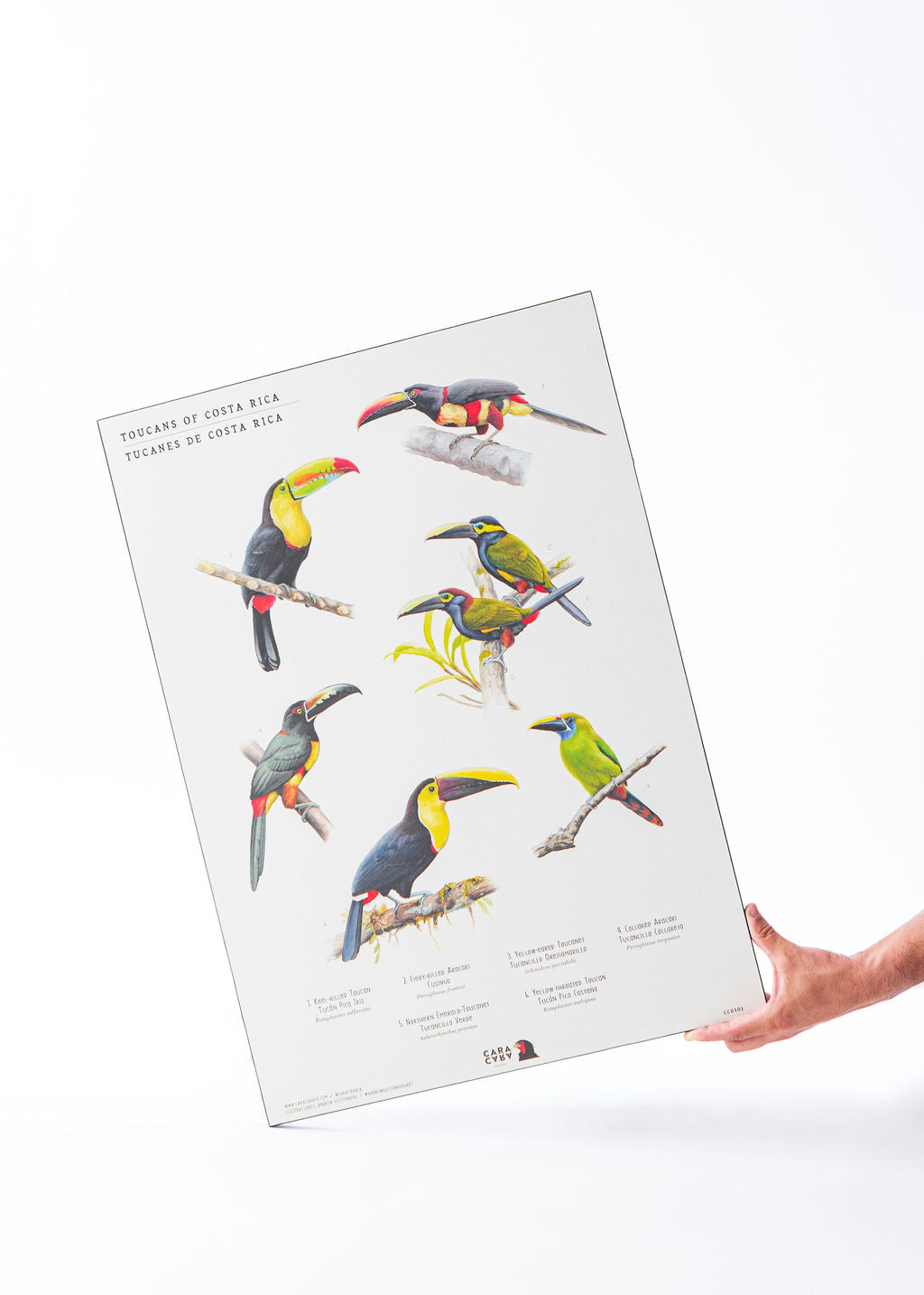 Neotropical birds through art by Caracara Costa Rica