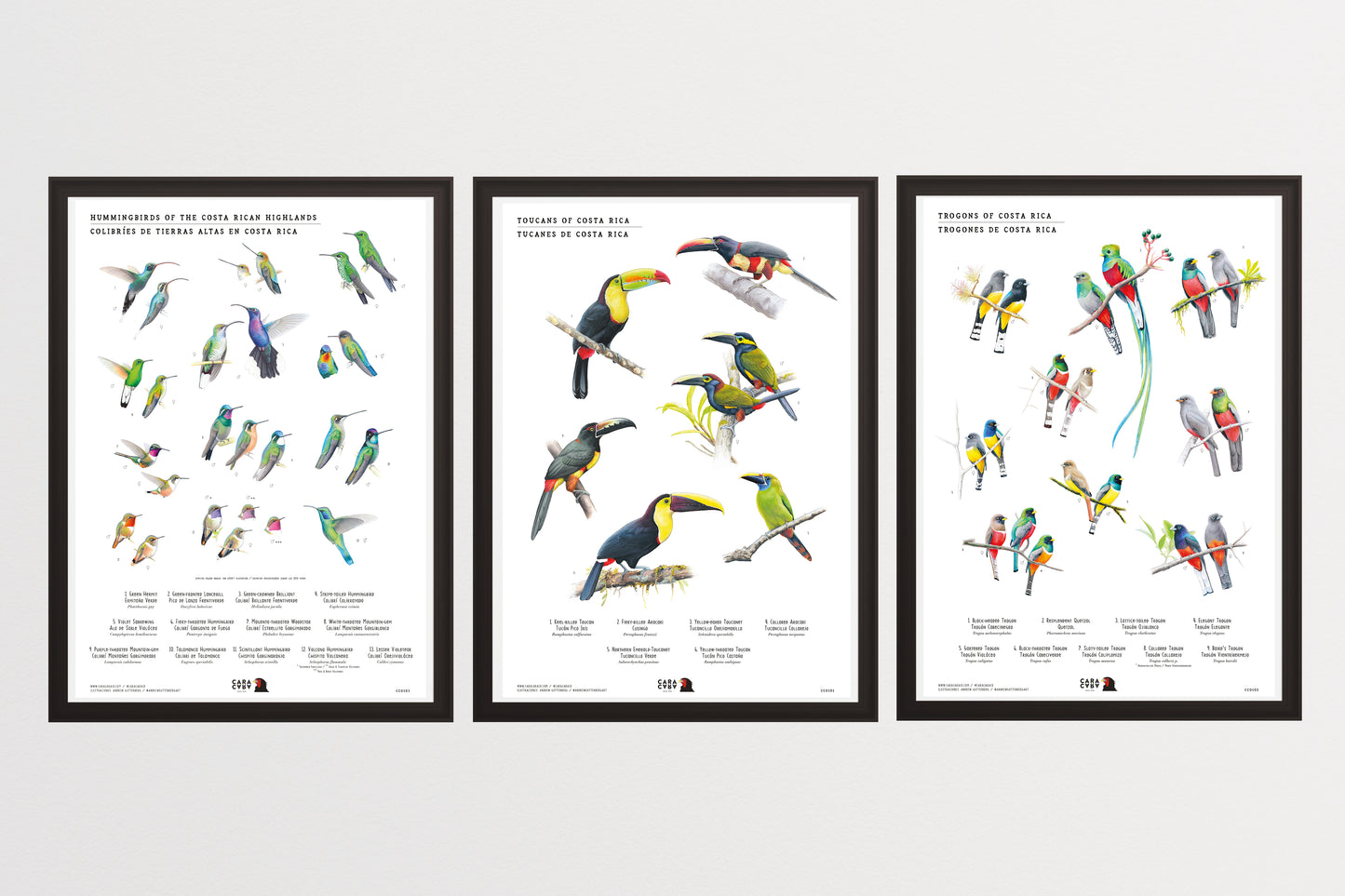 Neotropical birds through art by Caracara Costa Rica