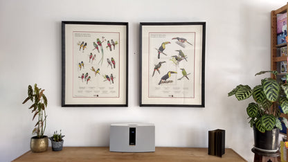 Neotropical birds through art by Caracara Costa Rica