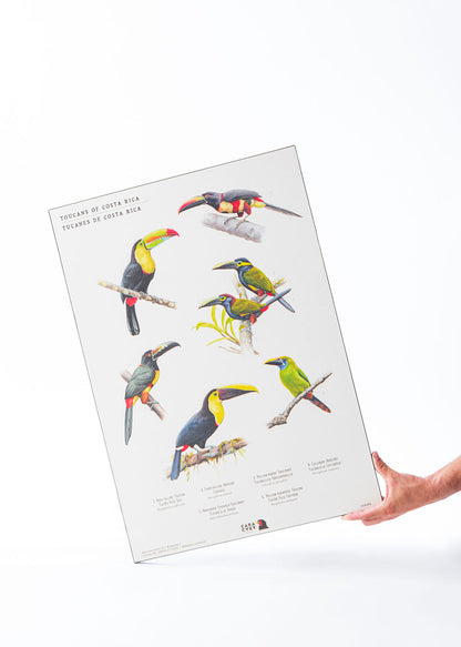 Neotropical birds through art by Caracara Costa Rica