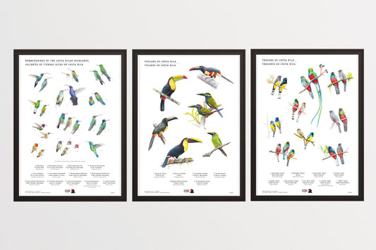 Neotropical birds through art by Caracara Costa Rica